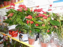 Челны ждут больших поставок цветов